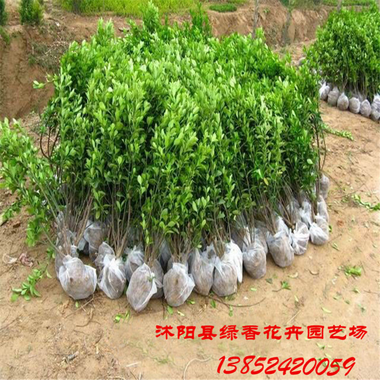 沭阳苗木批发：绿意盎然的新兴产业